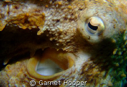 Close up shot of an octopus (Octopus vulgaris) at Les Deu... by Garnet Hooper 